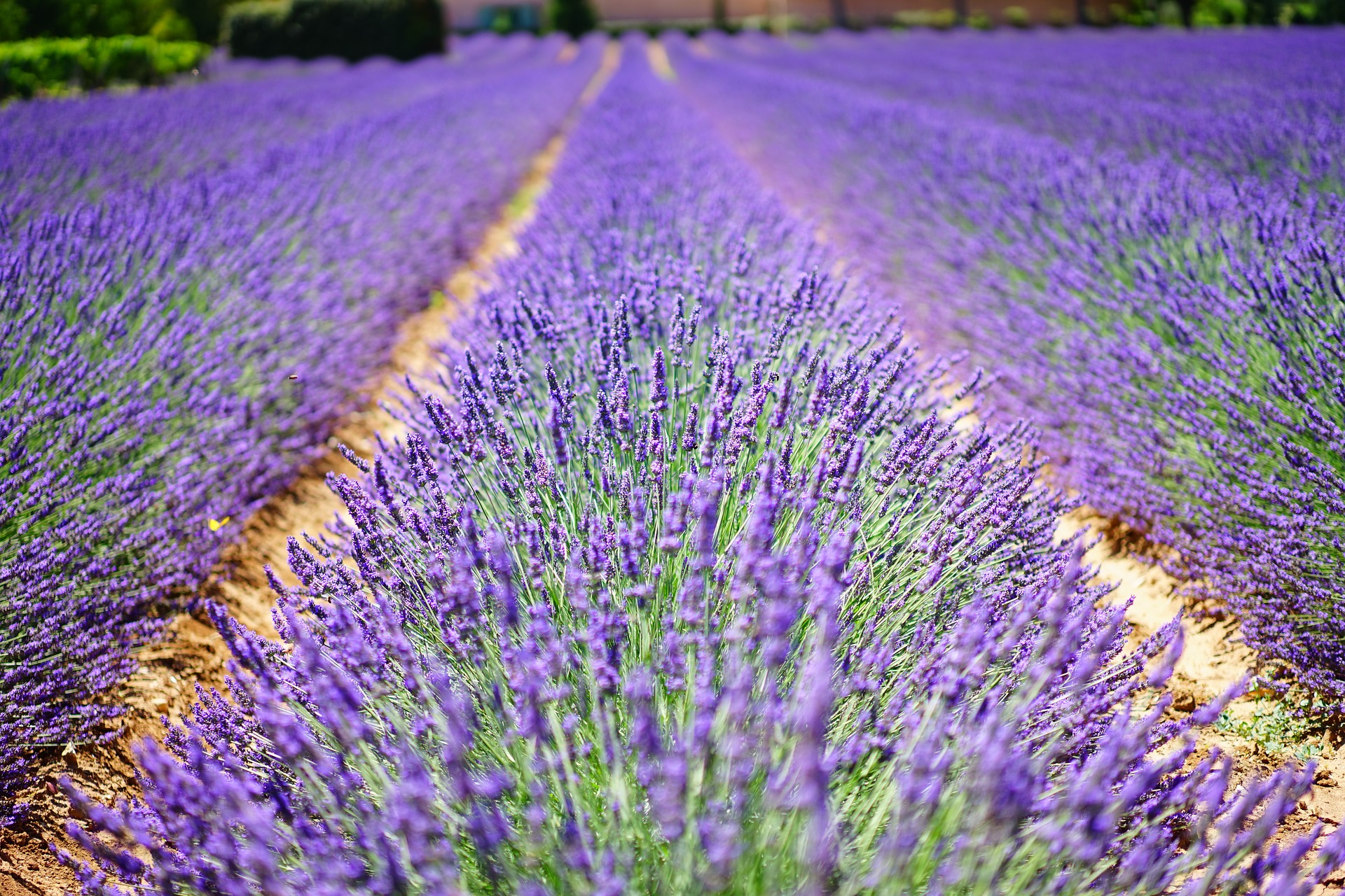 lavender-flowers